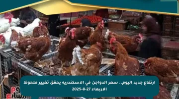 ارتفاع جديد اليوم.. سعر الدواجن في الإسكندرية يحقق تغيير ملحوظ الأربعاء 27-8-2025